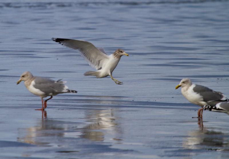 Gull Landing On Beach